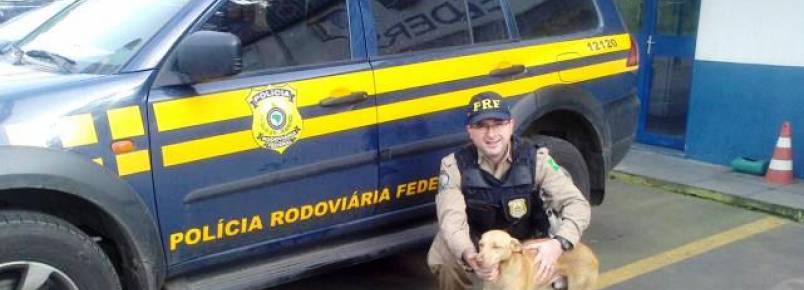 Devido ao risco de acidentes, cães são resgatados na BR 116